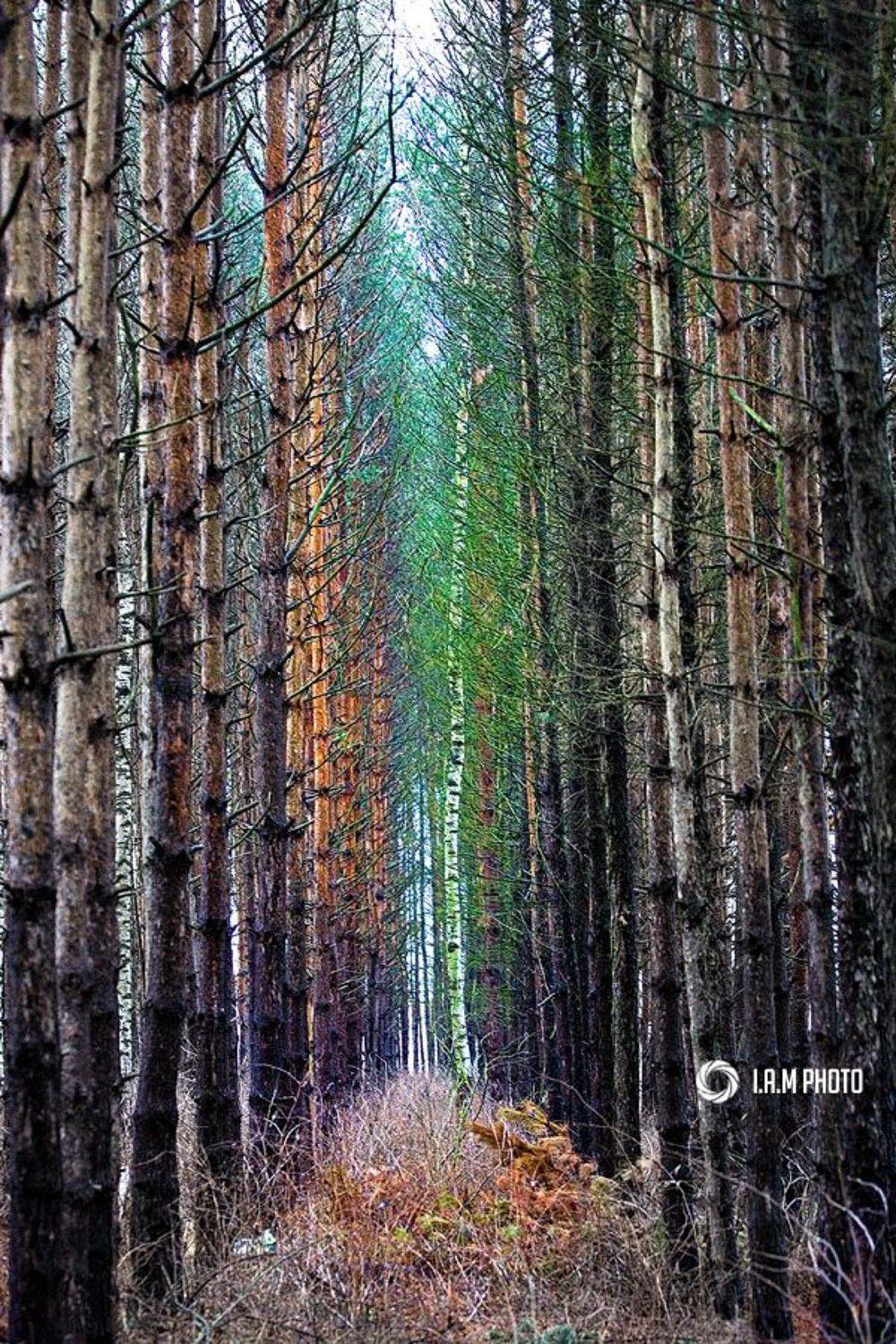 береза, лес, хвоя, Артём Саватеев