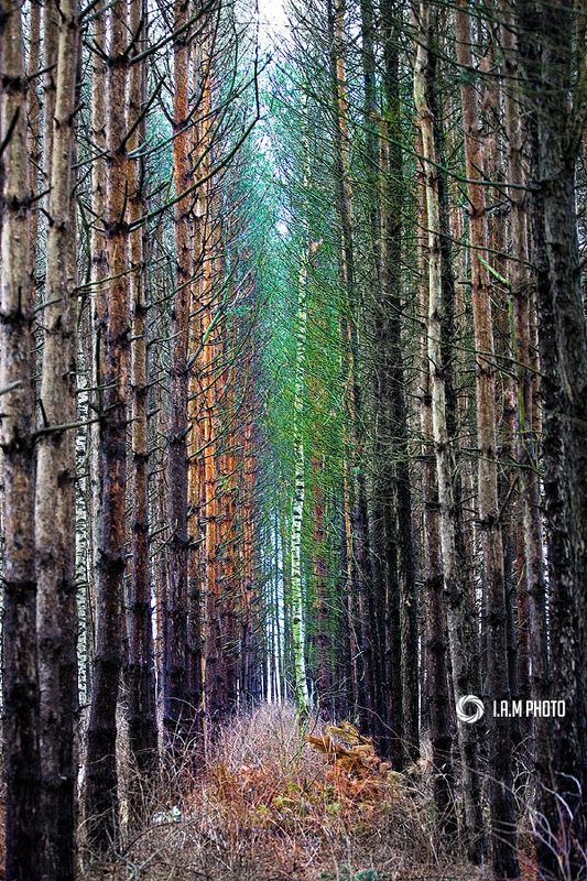 береза, лес, хвоя Чужая фото превью