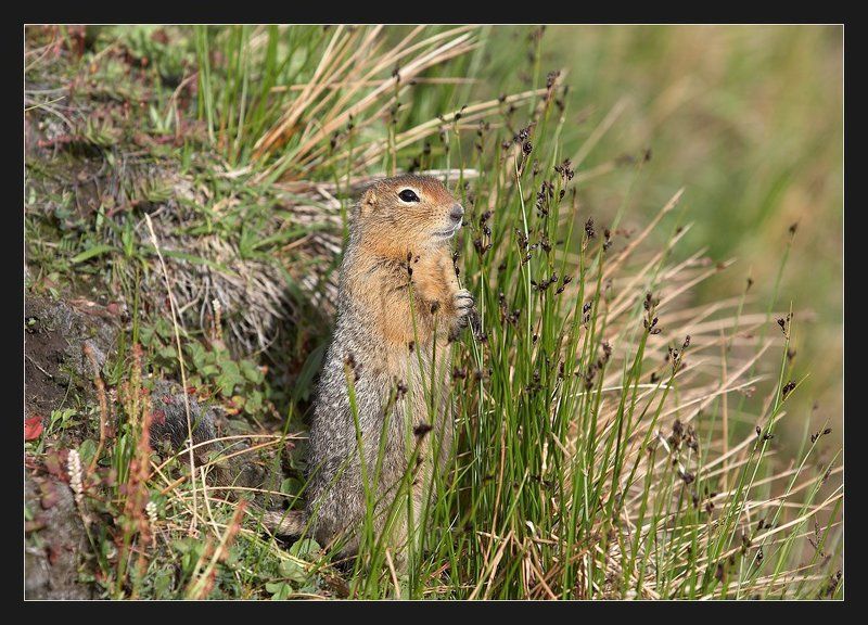 евражка, суслик Солнечный столбик фото превью