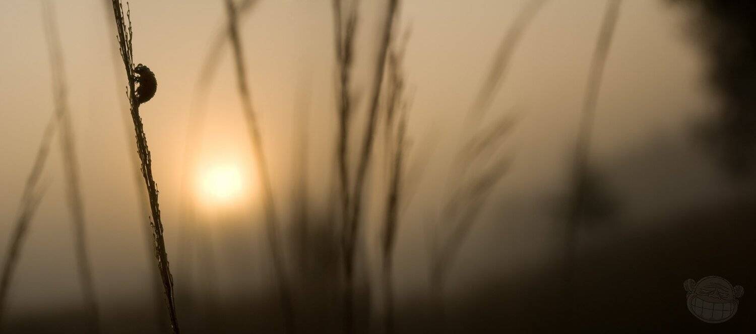 утро, туман, макро, божья укоровка, панорама, Amazon-san