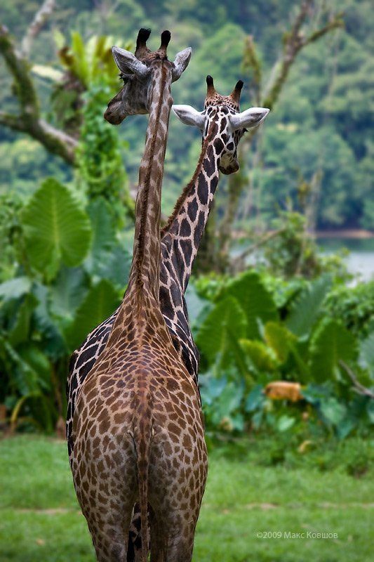 жираф,зоопрак,сингапур Летка-енка фото превью