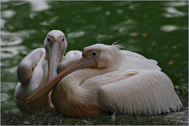 пеликан Анфас и профиль фото превью