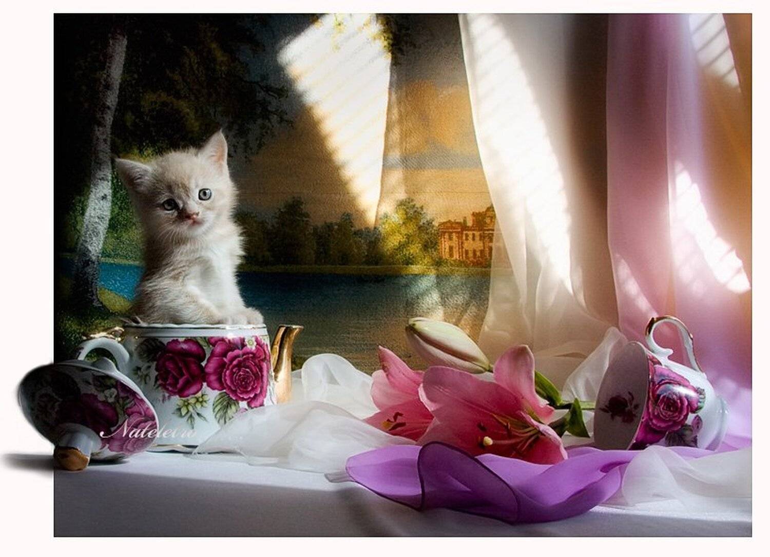 британский, кремовый, котёнок, эльф, Nateletro