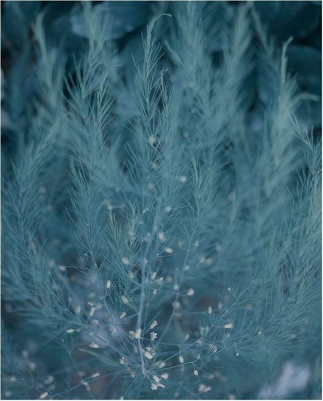 Тонкости фото превью