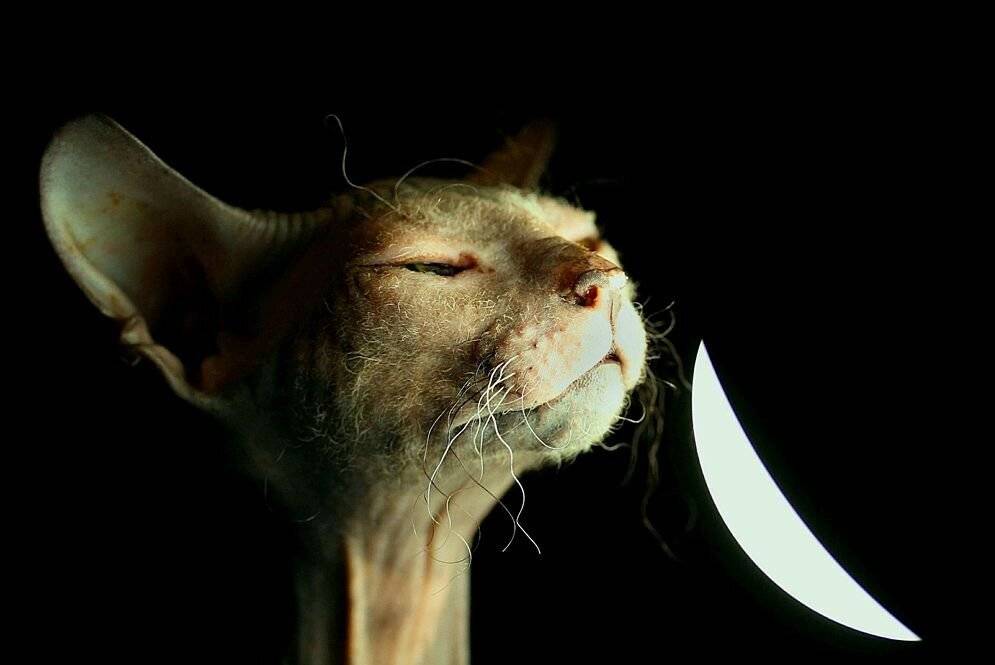 кошка, донской, сфинкс, dedvasilii