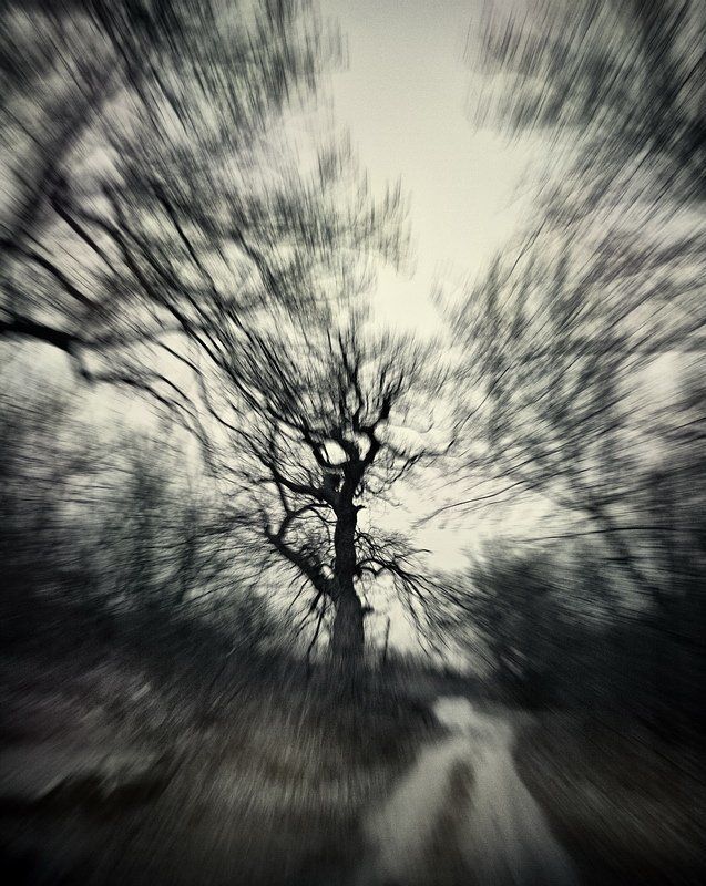 дуб, осень, пасмурно, непогода Дубы. фото превью