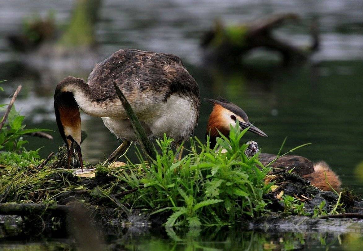 чомга, поганка,яйца,птенцы, Василий Черкасский