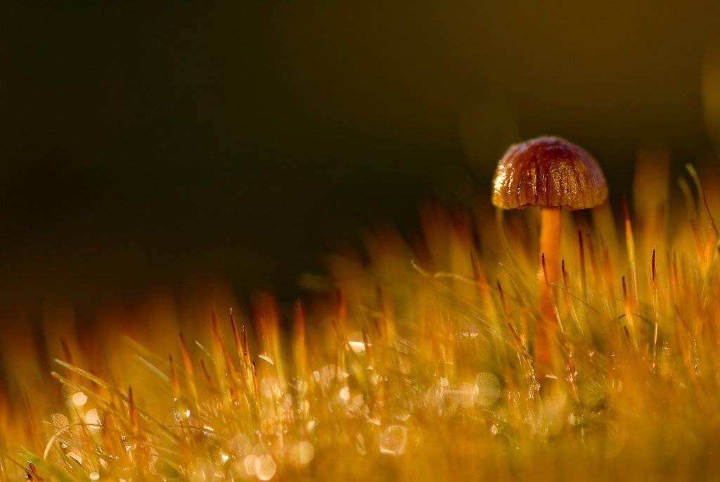 гриб, мох, утро, блики, Юлия