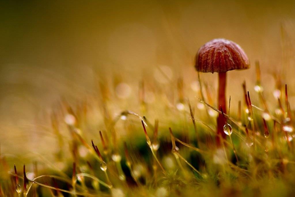 гриб, мох, капли, Юлия