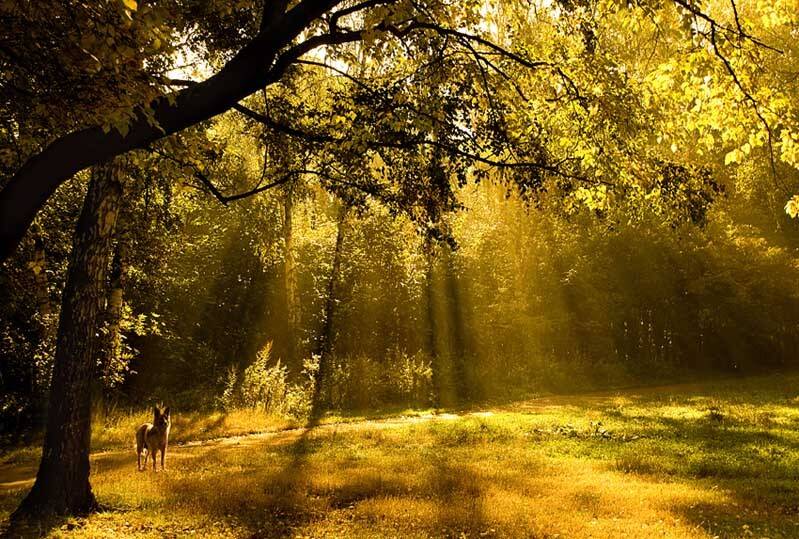 осень, лес, свет, собачка, Татьяна Гориловская