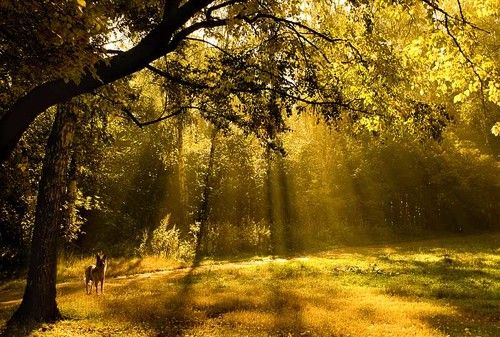 Здесь осень не пробегала?...)