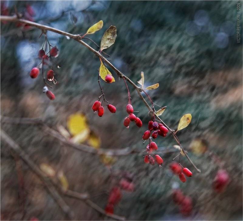 ветка, барбарис, снег, дождь, октябрь, плоды, Виктор Перякин