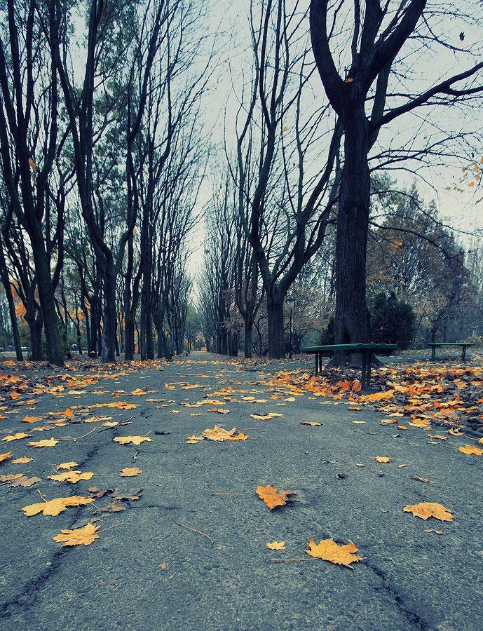 , Sergey Dimchenko