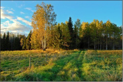 Яркое летнее
