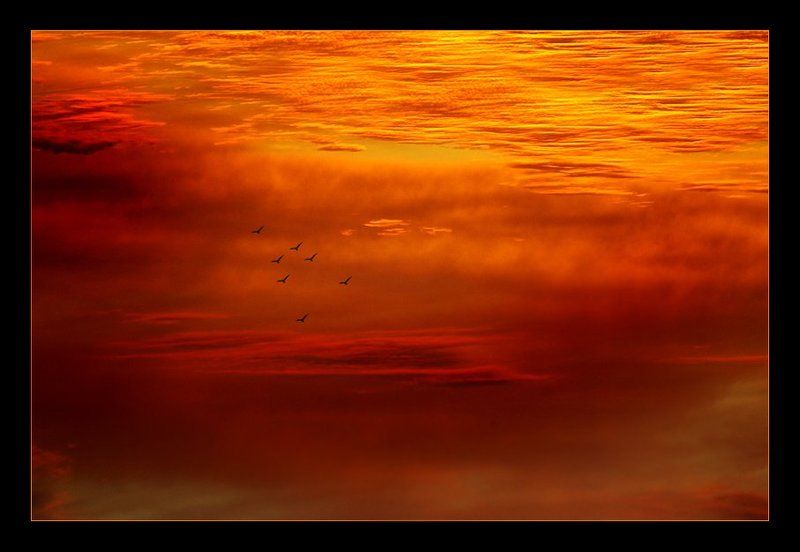 *** C h i l i  *** фото превью