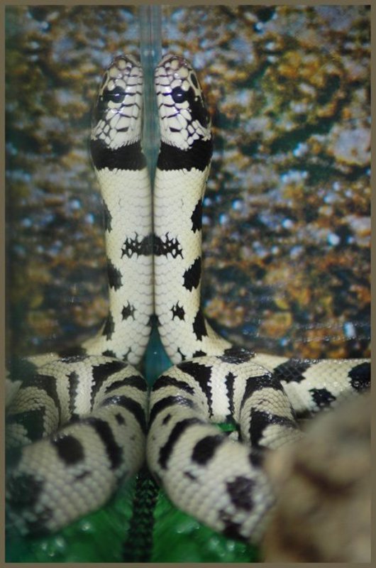 Калифорнийская королевская змейка. фото превью