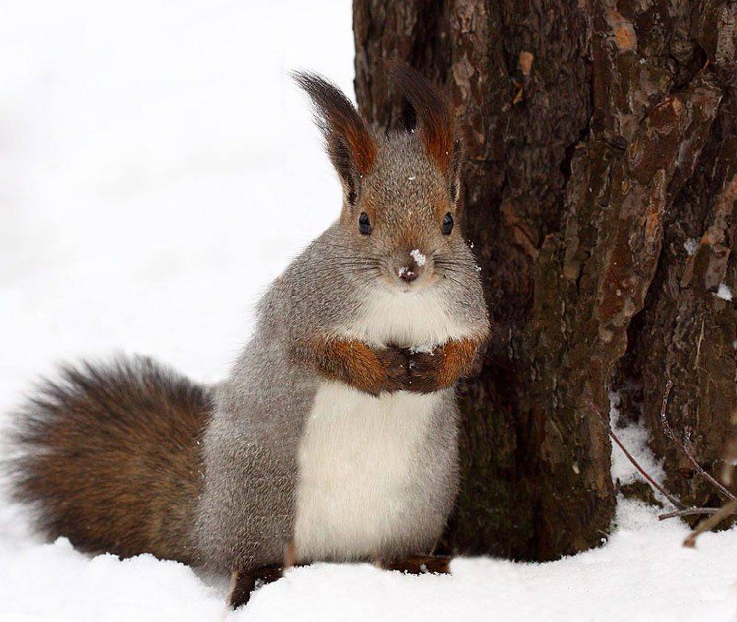 белки, allegria