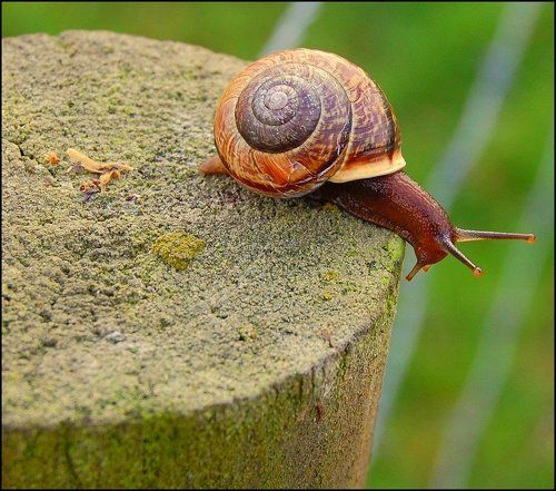 А если я не дойду...