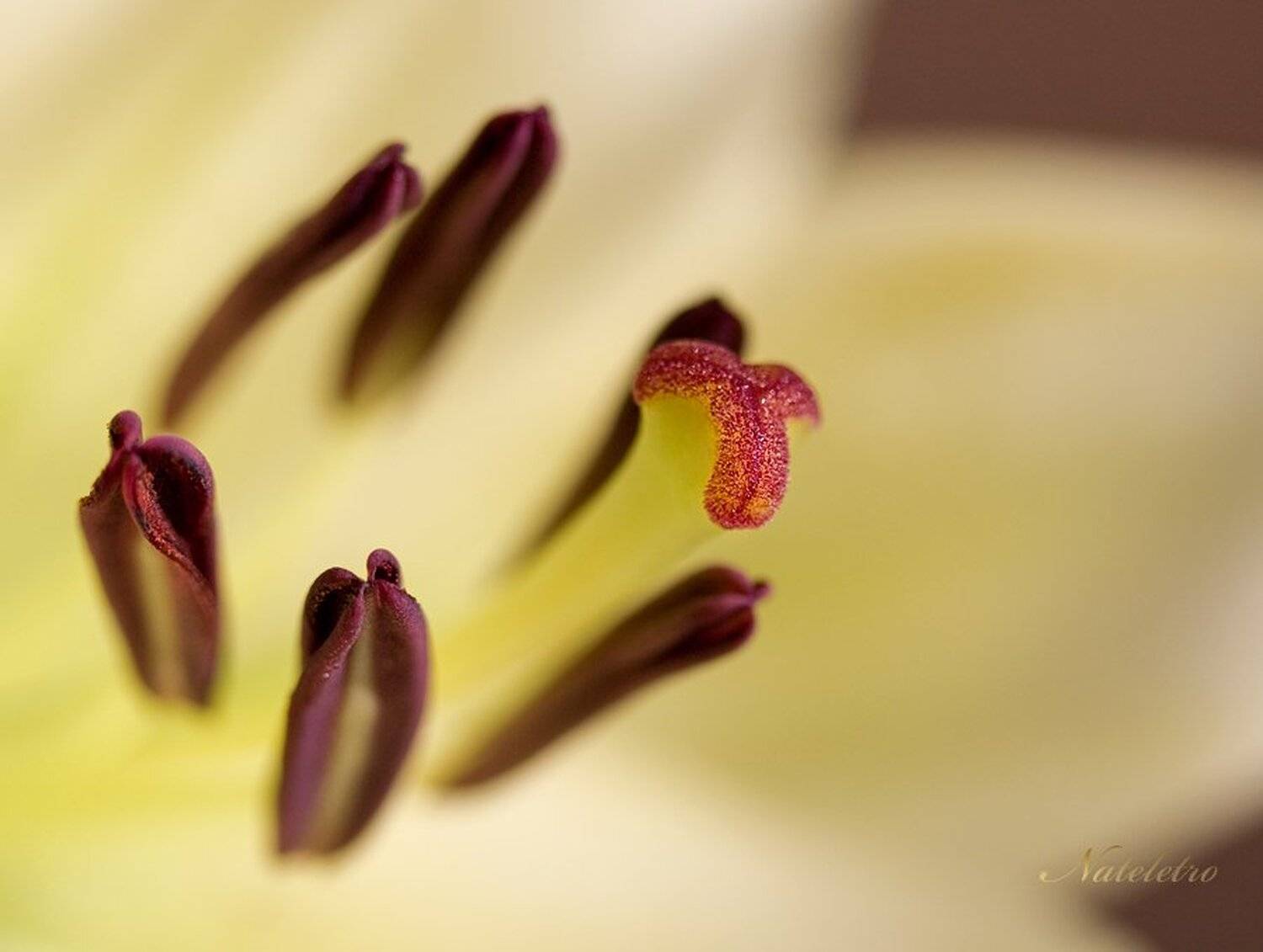 лилия, Nateletro