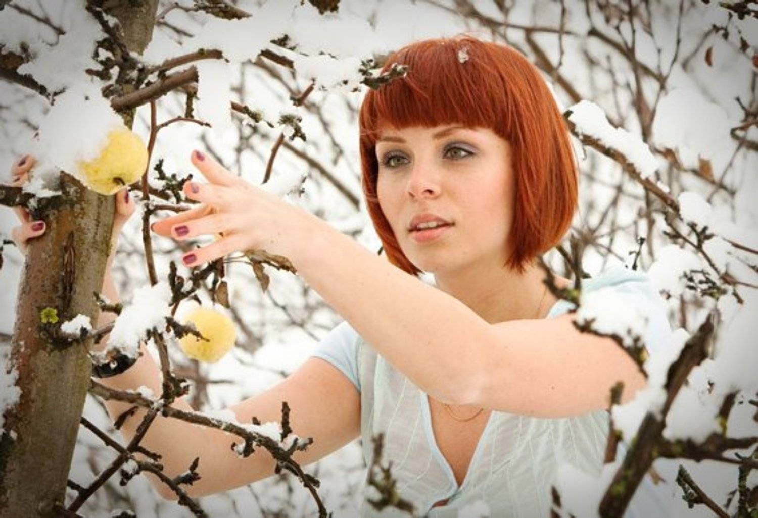 яблоки, зима, veverka