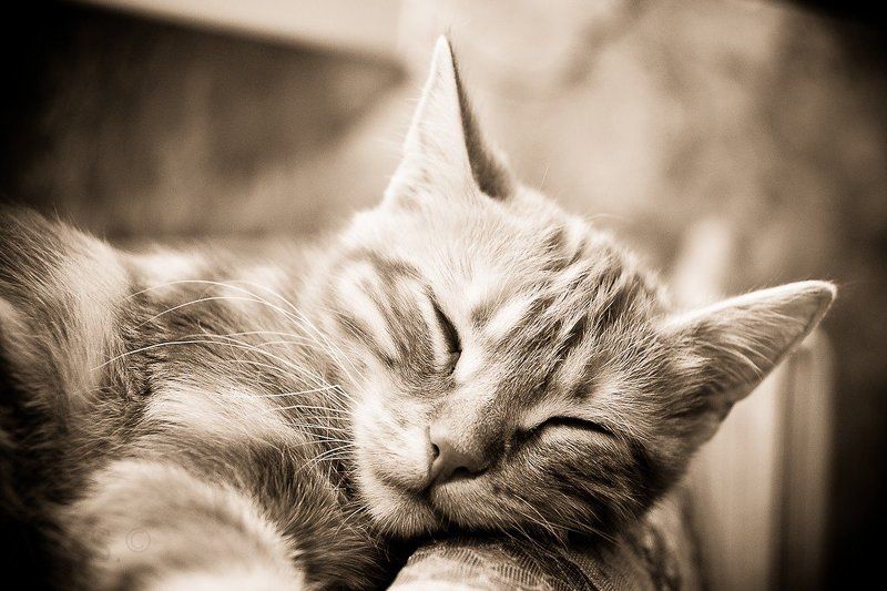 животные, котенок, junior, art.s. Junior фото превью