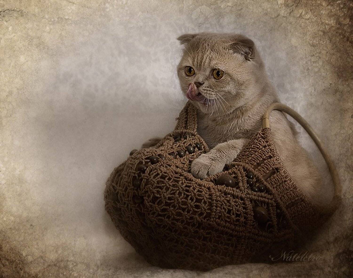 шотландский, вислоухий, котик, Nateletro