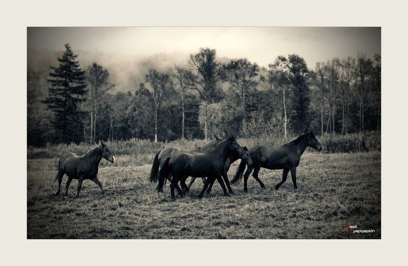 лошади, поле, фотошоп в порядке эксперимента фото превью