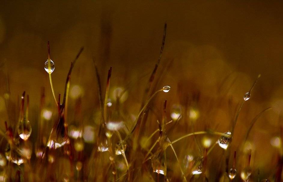 мох, капли, осень, Юлия