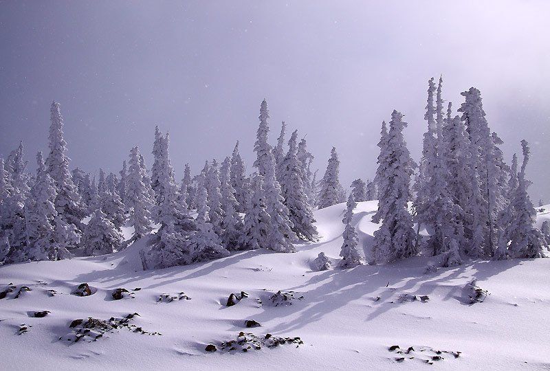 шерегеш небесные ели фото превью