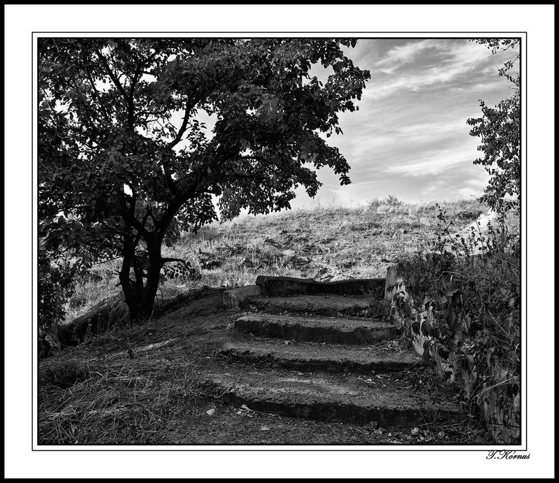 сад,ч/б Заброшенный сад фото превью