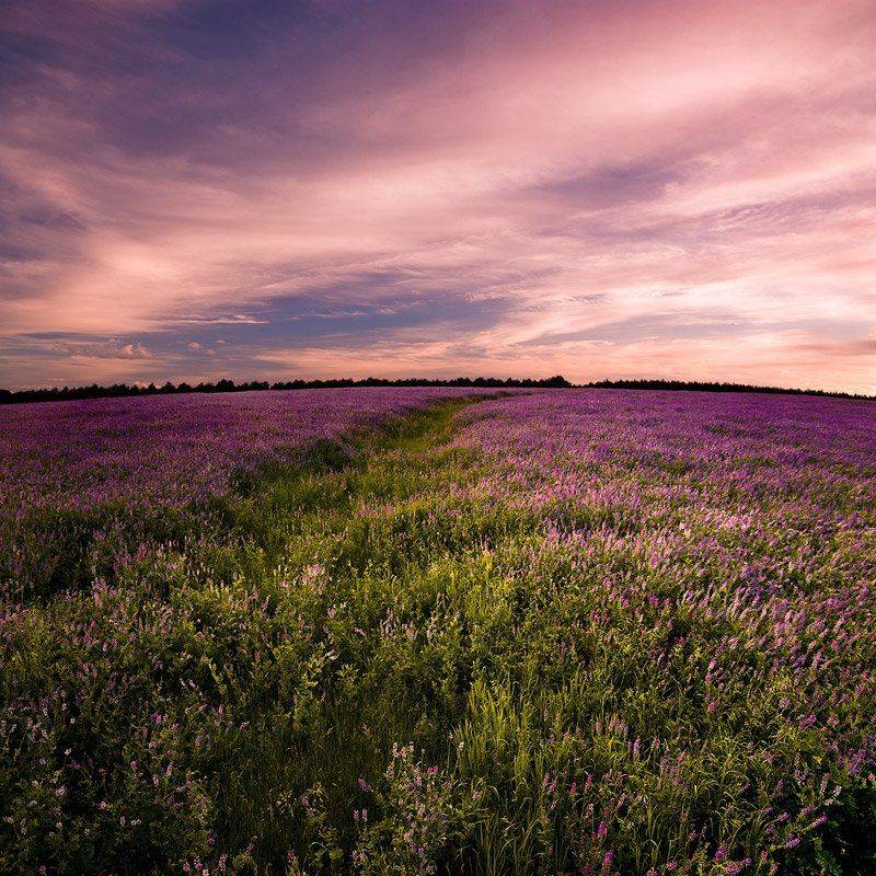 , Александр Дубовицкий