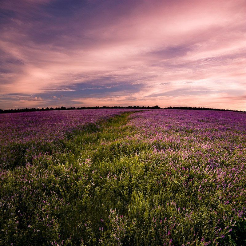 Разнотравье (часть 2). фото превью
