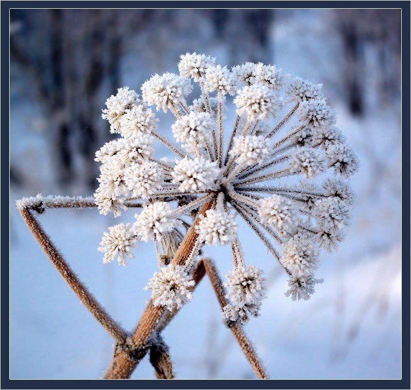 цветок,иней Зимующий цветок фото превью