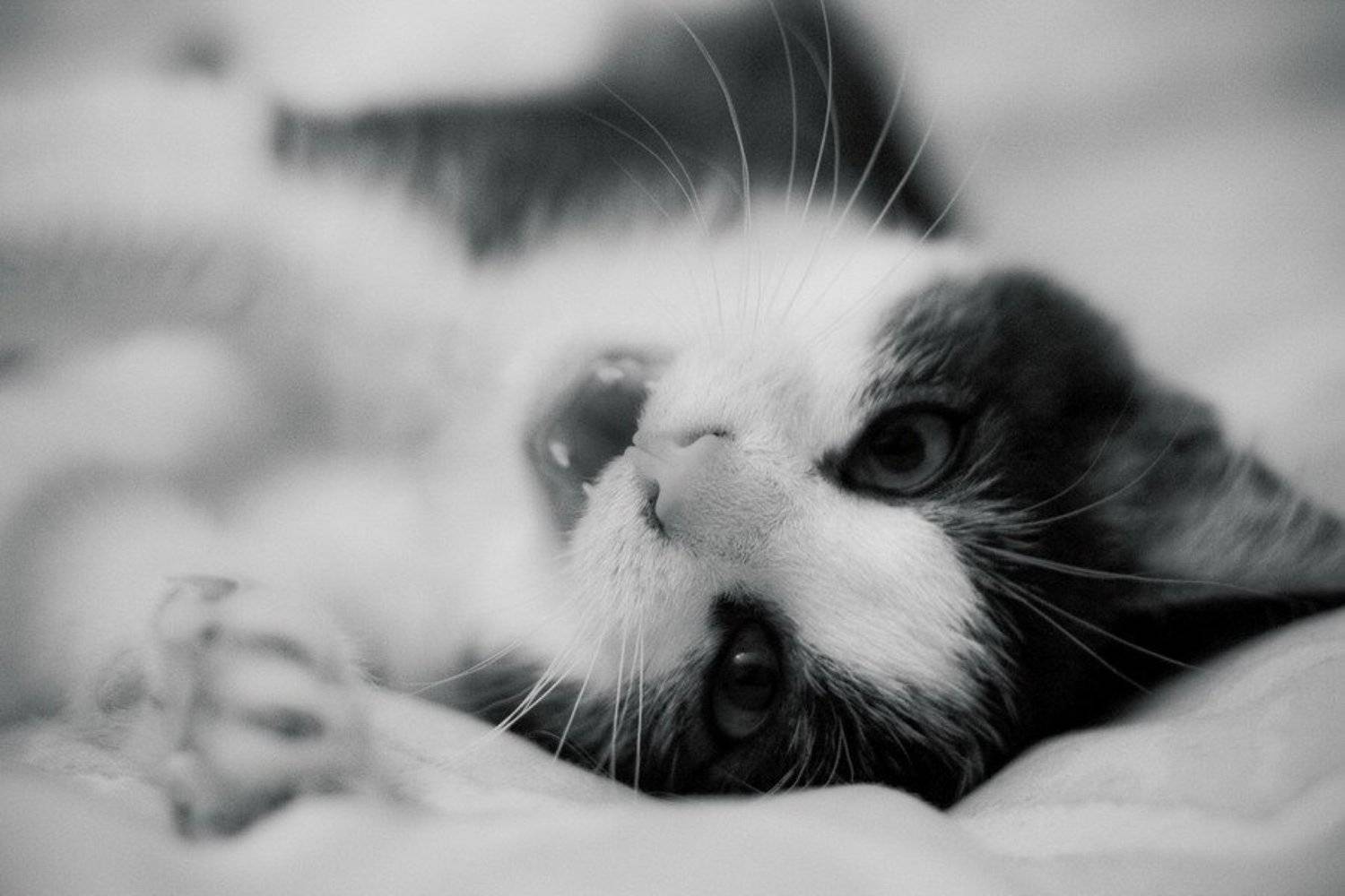 кот, Павел Лялин