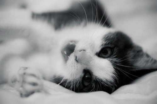 Нежданный гость