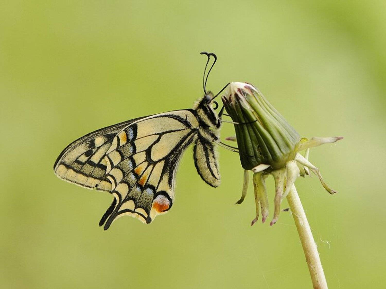 природа, макро, махаон, Наталья Дралова