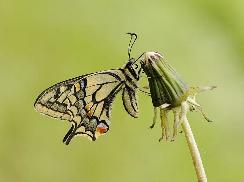 природа, макро, махаон Махаон фото превью
