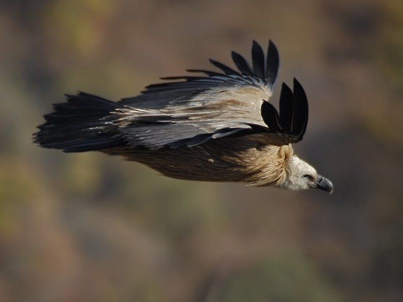 gyps,  fulvus,  белоголовый,  сип Полет сипа фото превью