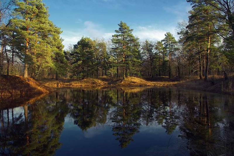 Сосны над водой фото превью
