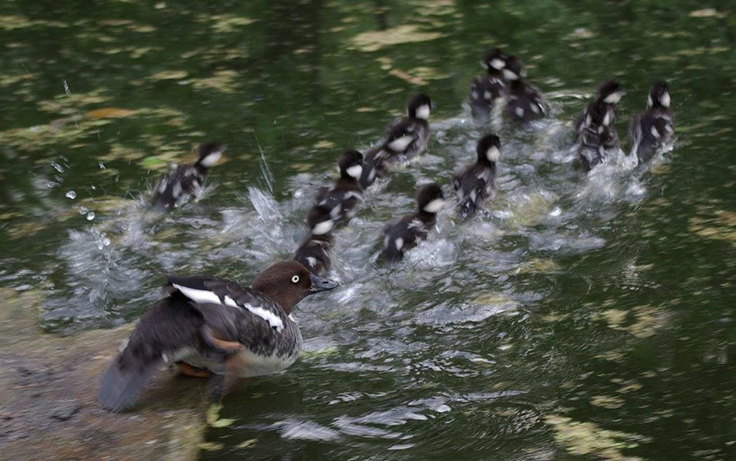 гоголь,утята, Солодухин Виктор
