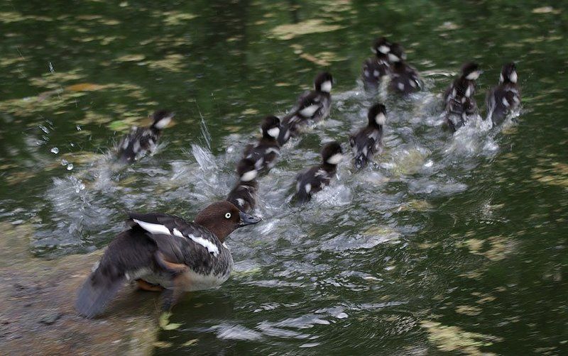 гоголь,утята Полундра! фото превью