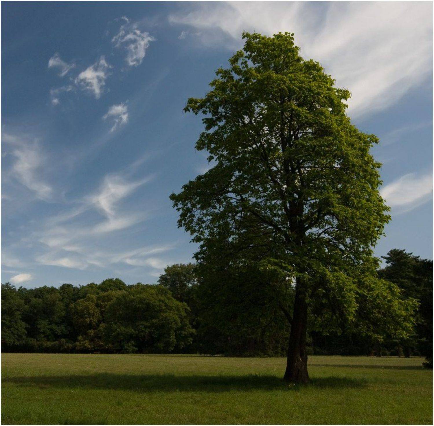 дендропарк, дерево, катальпа, Игорь Шевченко