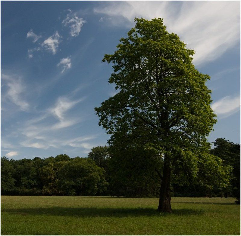 дендропарк, дерево, катальпа Катальпа фото превью