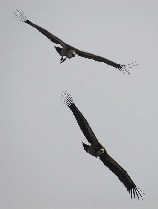 gyps, fulvus, белоголовый, сип, Юрий Охлопков