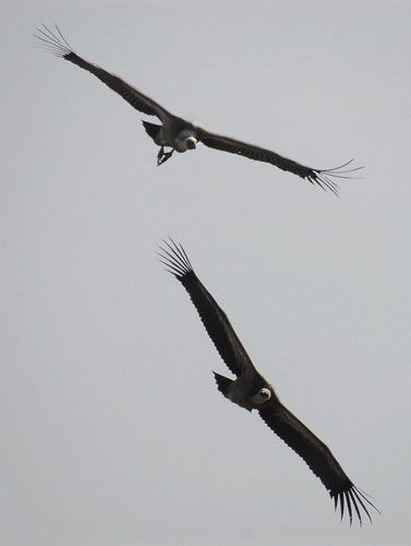 Бомбардировщики