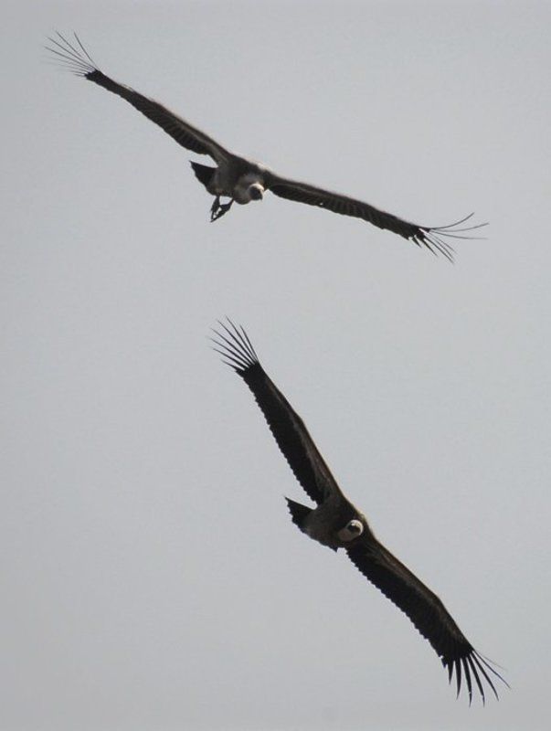 gyps, fulvus, белоголовый, сип Бомбардировщики фото превью