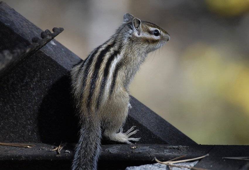 бурундук,  eutamias,  sibiricus, Юрий Охлопков