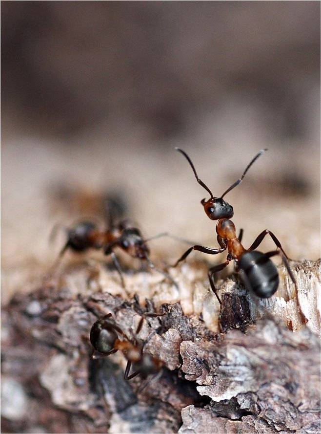 муравей, КарОл