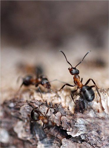 Впередсмотрящий