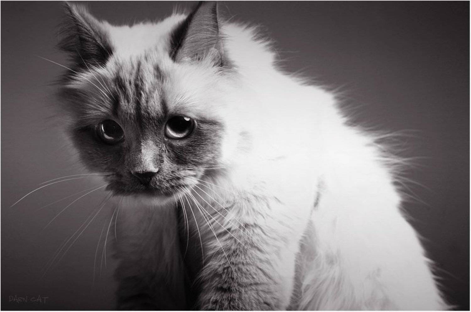 котик, демон, характер, студия, бу-у-у, Darn Cat